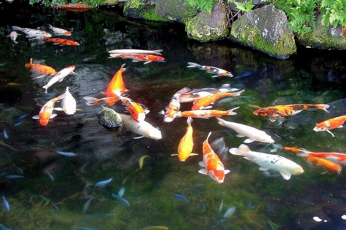 thi công hồ cá koi chuyên nghiệp