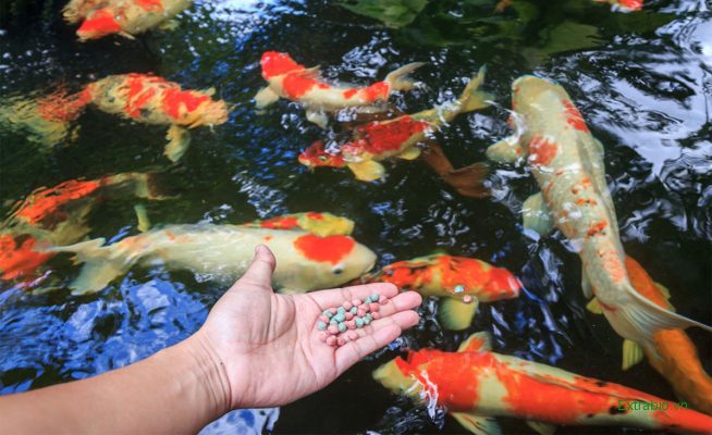 thức ăn cho cá koi Đà Nẵng